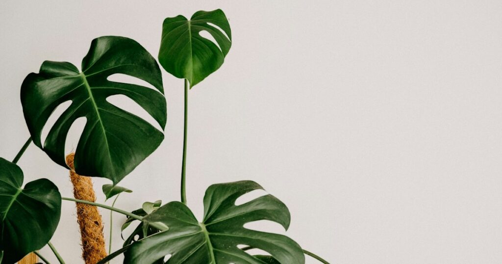 Top 7 Low-Light Houseplants That Actually Thrive in North-Facing Rooms green leaves on brown wooden post
