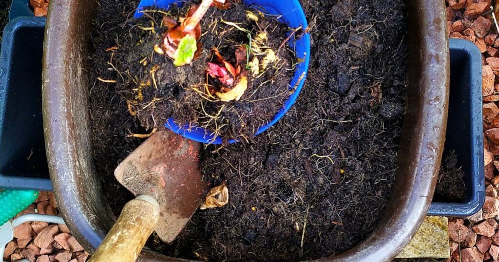 The Science of Chunky Aroid Soil Mixes: DIY Recipe for Monsteras and Philodendrons The Science of Chunky Aroid Soil Mixes: DIY Recipe for Monsteras and Philodendrons