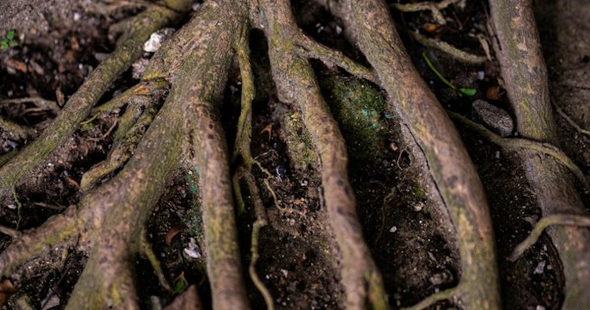 Epiphytic plant aerial root system spreading across textured soil and bark substrate