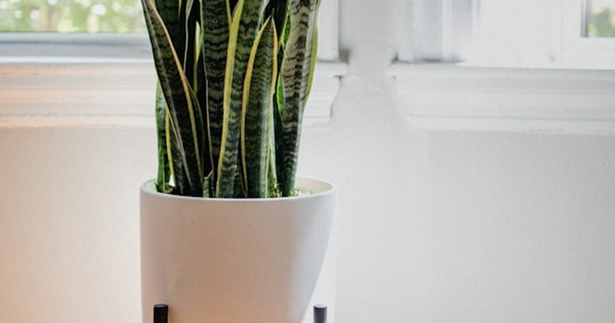 Architectural variegated Snake Plant in white ceramic pot on wooden plant stand in shaded room corner