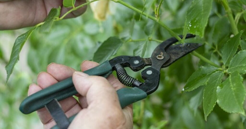Mastering Houseplant Pruning and Propagation: How and When to Cut for Bushy Growth Hands using bypass pruning shears to trim houseplant stem directly above leaf node