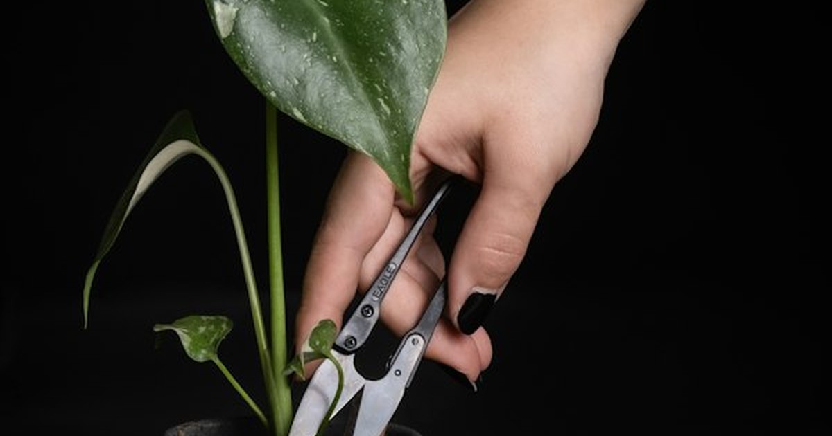 Gardener using fine-tip pruning snips to trim foliage and dead growth on indoor potted plant
