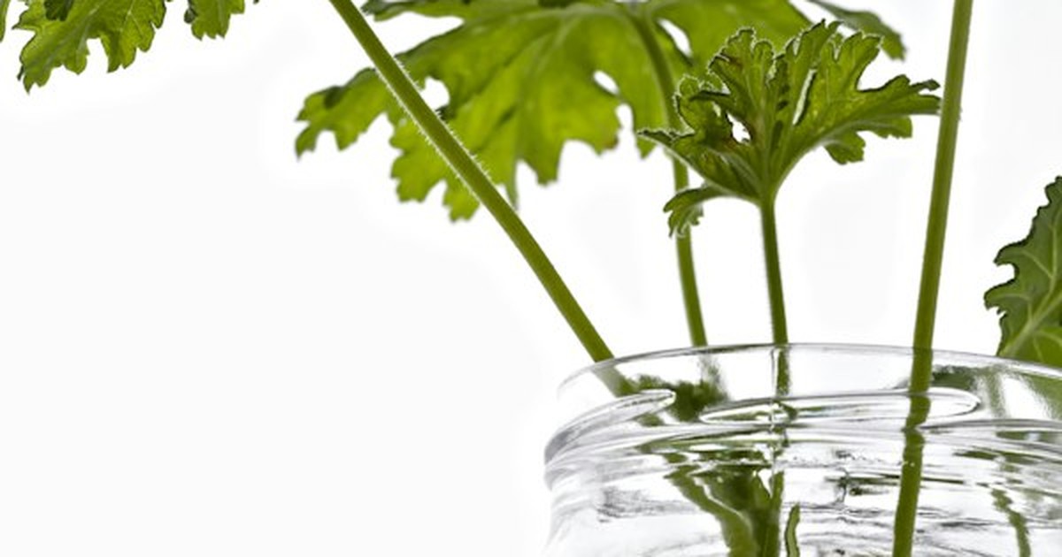 Healthy houseplant stem cuttings with visible adventitious root nodes propagating in water jar
