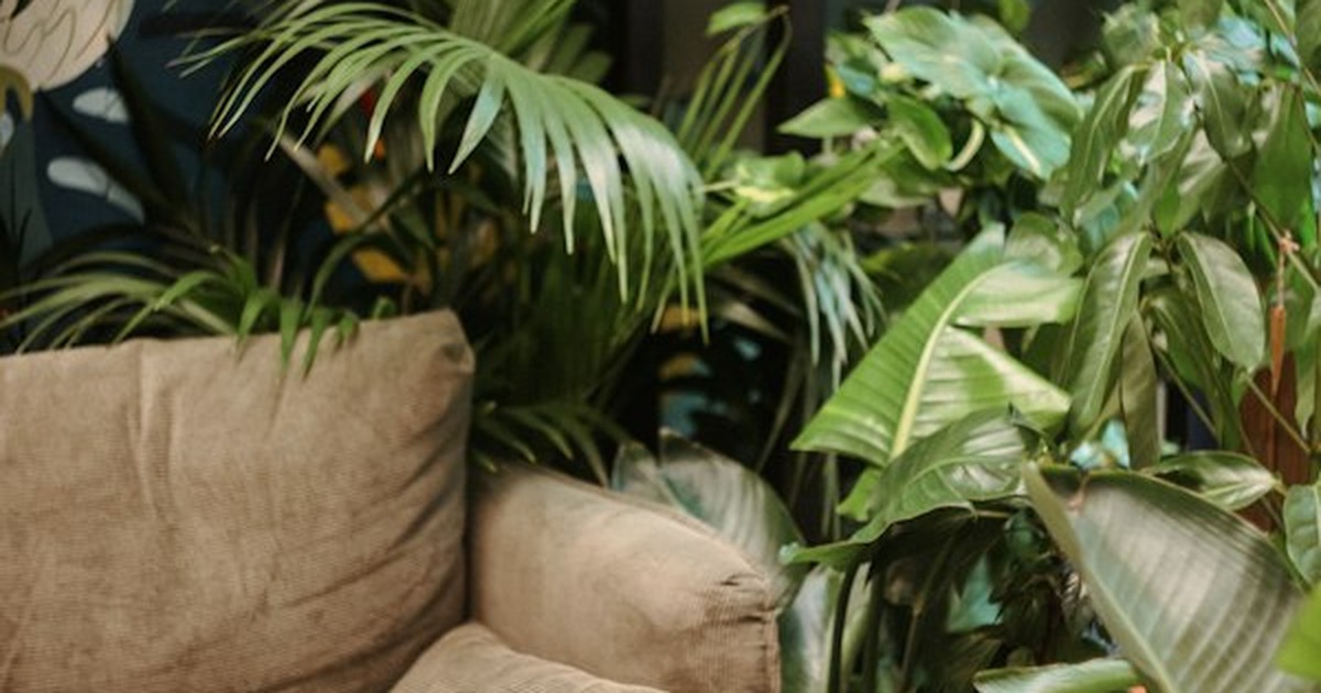 Thriving indoor living room filled with lush, bushy potted houseplants displaying vigorous foliage