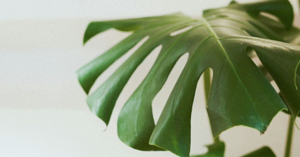 How to Prevent and Eradicate Common Houseplant Pests Naturally: Fungus Gnats, Thrips, and Spider Mites How to Prevent and Eradicate Common Houseplant Pests Naturally: Fungus Gnats, Thrips, and Spider Mites