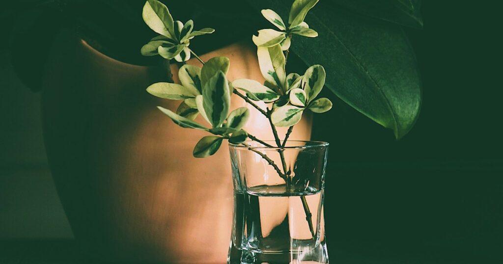 Water Propagation for Beginners: How to Root Pothos and Monsteras Step-by-Step Variegated leaves in a glass of water